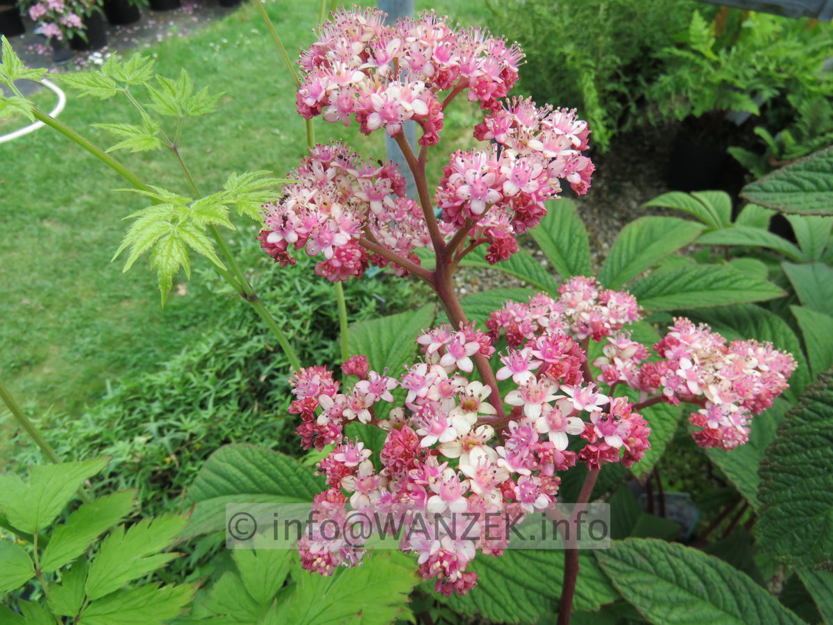 Rodgersia aesculifolia Royal Chocolate 01.JPG